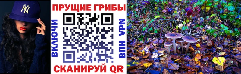 Псилоцибиновые грибы Cubensis  Купить закладки  Семикаракорск 
